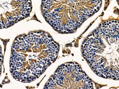 TMEM2 Antibody - DF14167 at 1/100 staining mouse testis tissue by IHC-P.