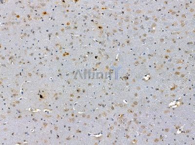 IRX5 Antibody - DF14172 at 1/100 staining rat brain tissue by IHC-P.