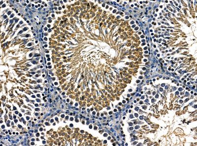 SLD5 Antibody - DF14176 at 1/100 staining rat testis tissue by IHC-P.