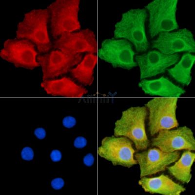 Vaspin Antibody - DF14178 staining Hela cells by IF/ICC.