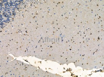 HELT Antibody - DF14188 at 1/100 staining mouse brain tissue by IHC-P.