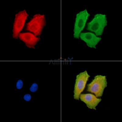CDH20 Antibody - DF14190 staining Hela cells by IF/ICC.