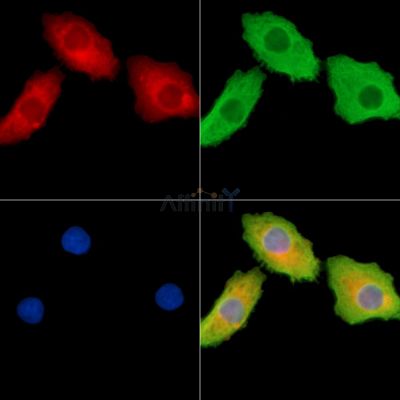 HAUS4 Antibody - DF14193 staining Hela cells by IF/ICC.