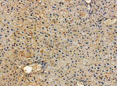 HAUS5 Antibody - DF14194 at 1/100 staining mouse liver tissue by IHC-P.
