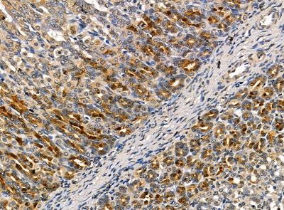 HAUS5 Antibody - DF14194 at 1/100 staining rat stomach tissue by IHC-P.
