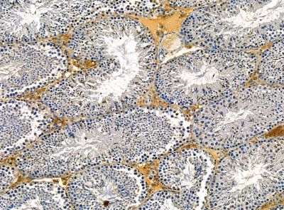 PRELP Antibody - DF14195 at 1/100 staining mouse testis tissue by IHC-P.