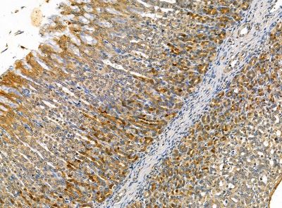 PRELP Antibody - DF14195 at 1/100 staining rat stomach tissue by IHC-P.