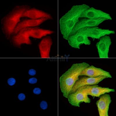 SLC47A1 Antibody - DF14198 staining Hela cells by IF/ICC.