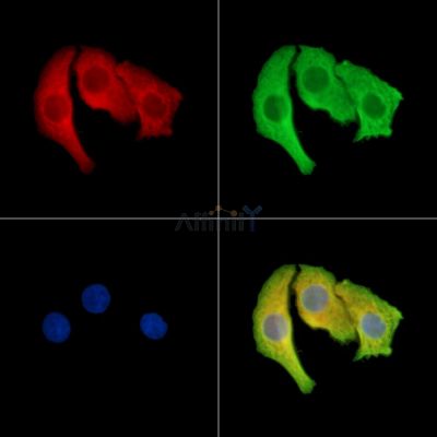 BOULE Antibody - DF14200 staining Hela cells by IF/ICC.