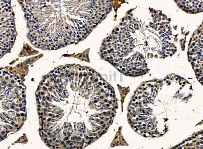 BOULE Antibody - DF14200 at 1/100 staining mouse testis tissue by IHC-P.