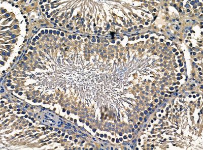 alpha COP I Antibody - DF14201 at 1/100 staining rat testis tissue by IHC-P.
