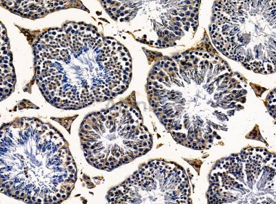 CXXC4 Antibody - DF14211 at 1/100 staining mouse testis tissue by IHC-P.