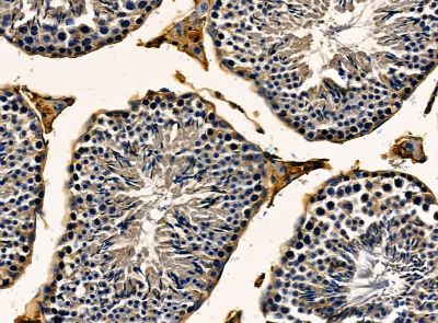 LRFN5 Antibody - DF14215 at 1/100 staining mouse testis tissue by IHC-P.