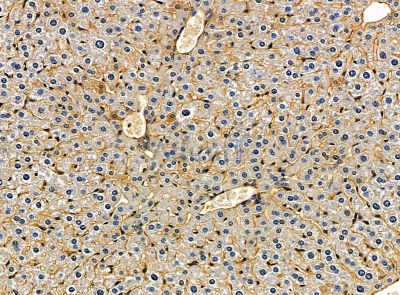 SPARCL1 Antibody - DF14230 at 1/100 staining mouse liver tissue by IHC-P.