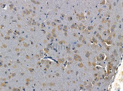 SPARCL1 Antibody - DF14230 at 1/100 staining rat brain tissue by IHC-P.