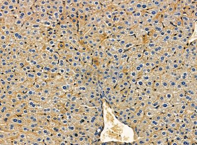 ICAM4 Antibody - DF14239 at 1/100 staining mouse liver tissue by IHC-P.