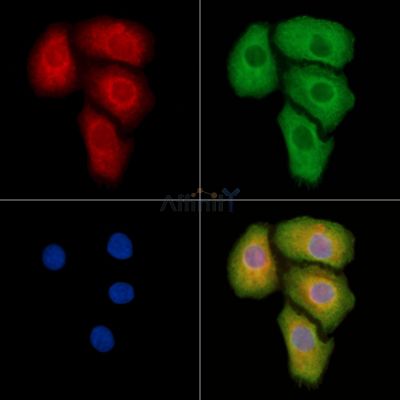 HVCN1 Antibody - DF14252 staining Hela cells by IF/ICC.