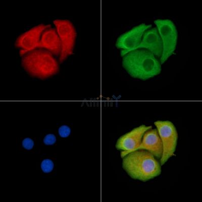 HSCB Antibody - DF14260 staining Hela cells by IF/ICC.