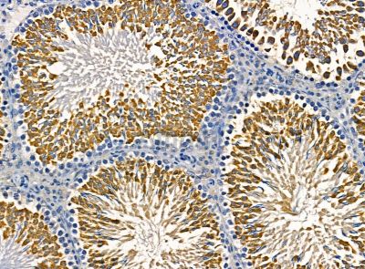 C1orf64 Antibody - DF14267 at 1/100 staining rat testis tissue by IHC-P.
