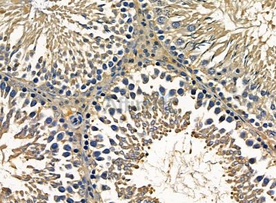 C1orf114 Antibody - DF14271 at 1/100 staining rat testis tissue by IHC-P.
