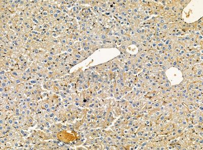 MAP7D3 Antibody - DF14283 at 1/100 staining mouse liver tissue by IHC-P.