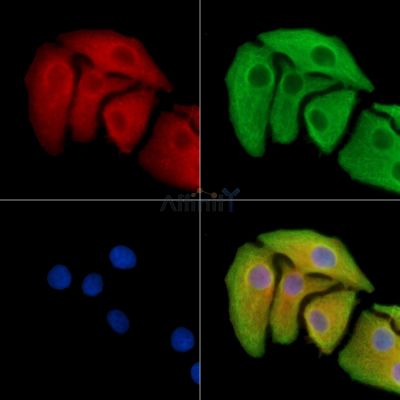 Amelotin Antibody - DF14285 staining Hela cells by IF/ICC.