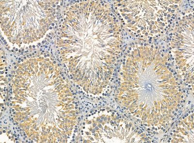 Amelotin Antibody - DF14285 at 1/100 staining rat testis tissue by IHC-P.