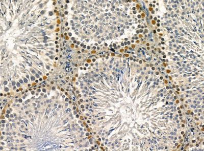 C11orf51 Antibody - DF14288 at 1/100 staining rat testis tissue by IHC-P.