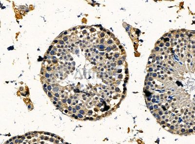 RPUSD4 Antibody - DF14295 at 1/100 staining mouse testis tissue by IHC-P.