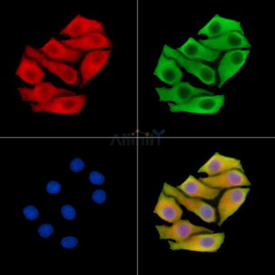 Glycoprotein 2 Antibody - DF14310 staining Hela cells by IF/ICC.