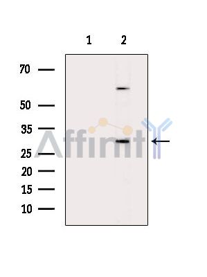 Pur B Antibody - Western blot analysis of extracts from Mouse brain, using Pur B Antibody.