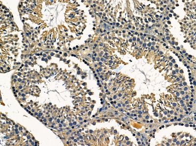 ALG3 Antibody - DF14333 at 1/100 staining mouse testis tissue by IHC-P.