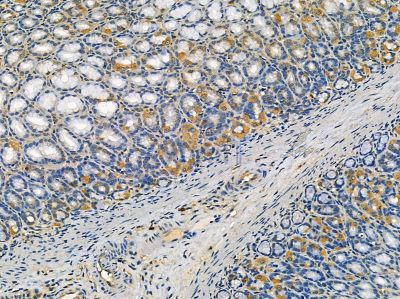 ALG3 Antibody - DF14333 at 1/100 staining rat stomach tissue by IHC-P.