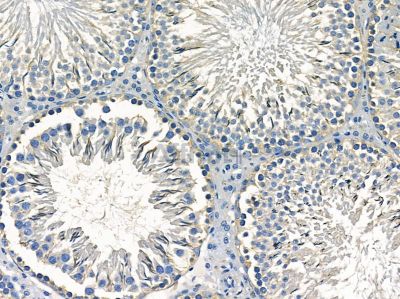 ALG3 Antibody - DF14333 at 1/100 staining rat testis tissue by IHC-P.