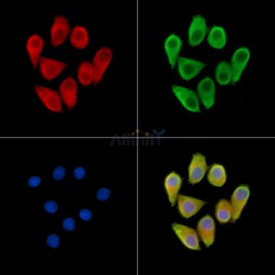 CPA3 Antibody - DF14338 staining Hela cells by IF/ICC.
