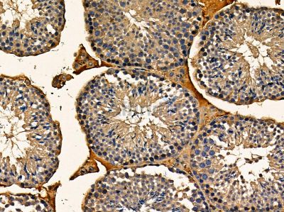 ChT1 Antibody - DF14348 at 1/100 staining mouse testis tissue by IHC-P.