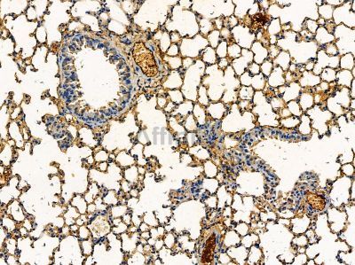 P311 Antibody - DF14359 at 1/100 staining mouse lung tissue by IHC-P.