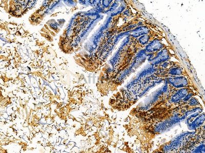 alpha 5 Defensin Antibody - DF14360 at 1/100 staining mouse colorectal tissue by IHC-P.