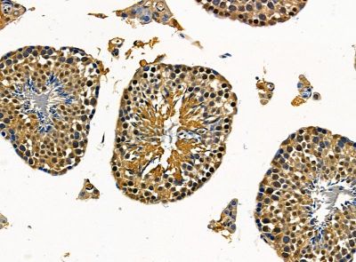 PPP1R11 Antibody - DF14365 at 1/100 staining mouse testis tissue by IHC-P.