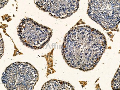 Glucose Transporter 8 Antibody - DF14372 at 1/100 staining mouse testis tissue by IHC-P.