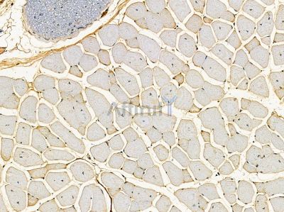 SMCR8 Antibody - DF14379 at 1/100 staining mouse muscle tissue by IHC-P.