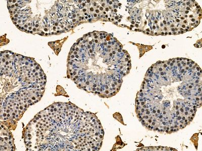 SPNXA Antibody - DF14385 at 1/100 staining mouse testis tissue by IHC-P.
