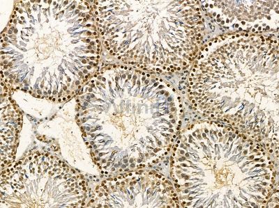 ERRFI1 Antibody - DF14411 at 1/100 staining rat testis tissue by IHC-P.