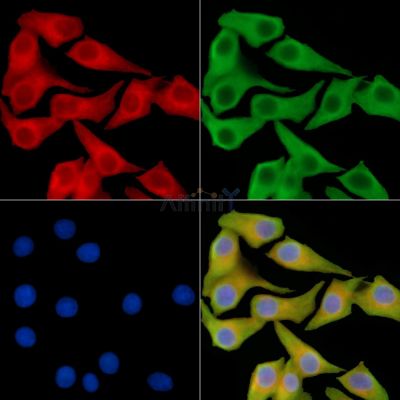 PGRPS Antibody - DF14433 staining Hela cells by IF/ICC.