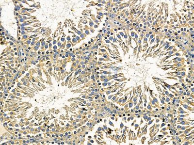 PGRPS Antibody - DF14433 at 1/100 staining rat testis tissue by IHC-P.