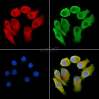 Ribonuclease 7 Antibody - DF14437 staining Hela cells by IF/ICC.
