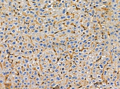Ribonuclease 7 Antibody - DF14437 at 1/100 staining mouse liver tissue by IHC-P.