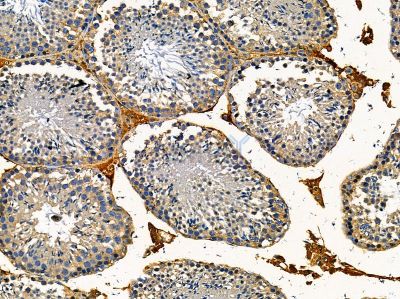 FXL19 Antibody - DF14439 at 1/100 staining mouse testis tissue by IHC-P.