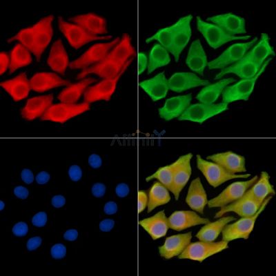 PDZD3 Antibody - DF14442 staining Hela cells by IF/ICC.
