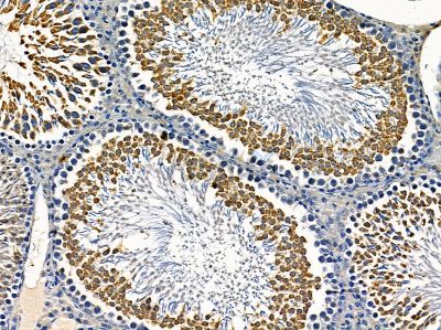 PDZD3 Antibody - DF14442 at 1/100 staining rat testis tissue by IHC-P.